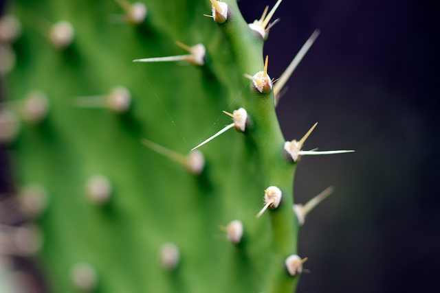 Tricky Prickly Things