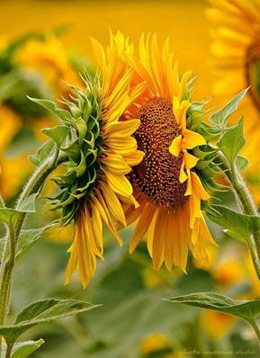 sunflower