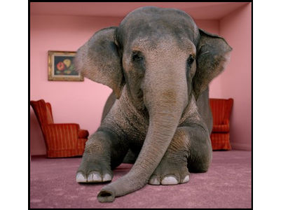 The Elephant in the Room | A Story of Synchronicity