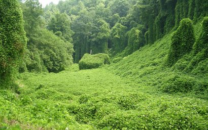 Kudzu of Emotions